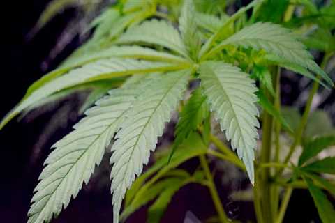 Trading Hybrid Cannabis For Hope At An Addiction Treatment Center In Portland, Maine