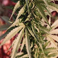 Cannabis and the Environment: The Role of Advocates in Pasco, Washington