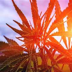 Cannabis Advocacy in Pasco, Washington: Addressing Health Concerns