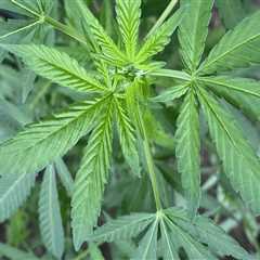 Navigating Cannabis Regulations in Pasco, Washington