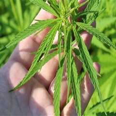 Understanding Hybrid Cannabis in Rehab Treatment