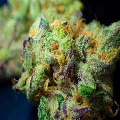 Exploring Cannabis Therapy for Recovery in South Florida