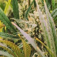 Exploring Cannabis Therapy in Inpatient Treatment