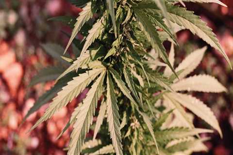 Cannabis and the Environment: The Role of Advocates in Pasco, Washington