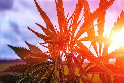 Cannabis Advocacy in Pasco, Washington: Addressing Health Concerns