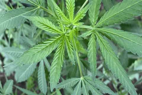 Navigating Cannabis Regulations in Pasco, Washington