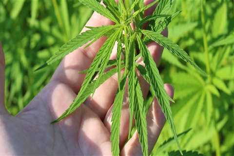 Understanding Hybrid Cannabis in Rehab Treatment