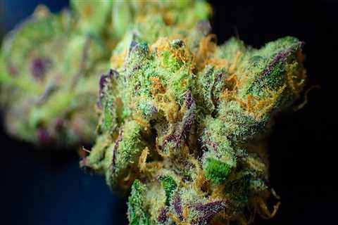 Exploring Cannabis Therapy for Recovery in South Florida