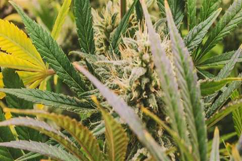 Exploring Cannabis Therapy in Inpatient Treatment