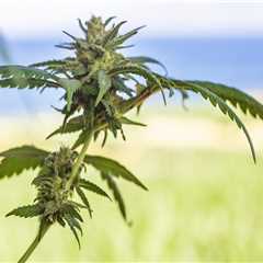 Understanding PTSD and Drug Rehab in California