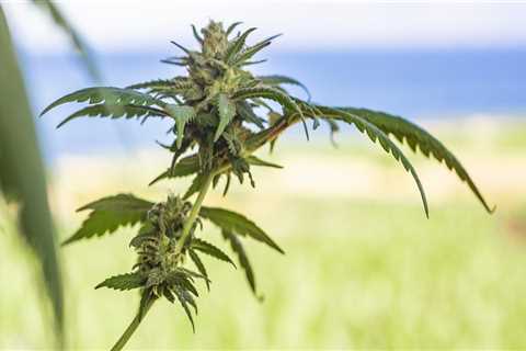 Understanding PTSD and Drug Rehab in California